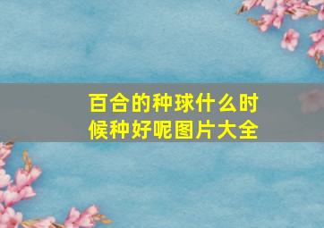 百合的种球什么时候种好呢图片大全