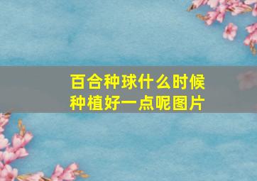 百合种球什么时候种植好一点呢图片