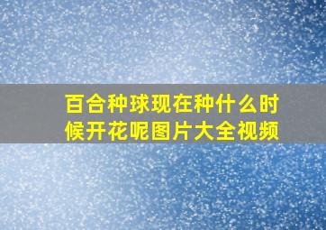 百合种球现在种什么时候开花呢图片大全视频