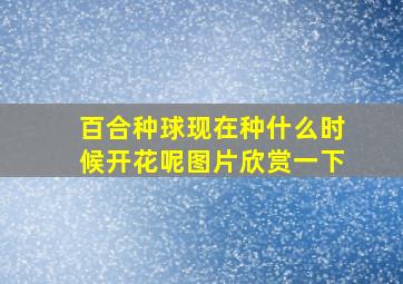 百合种球现在种什么时候开花呢图片欣赏一下