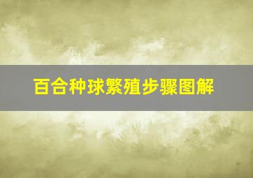 百合种球繁殖步骤图解