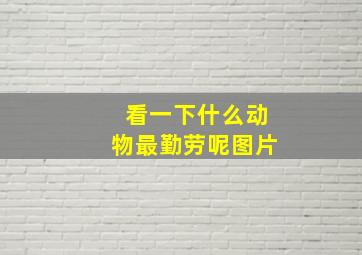 看一下什么动物最勤劳呢图片