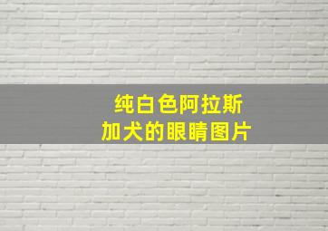 纯白色阿拉斯加犬的眼睛图片