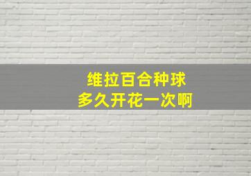 维拉百合种球多久开花一次啊