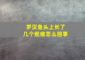 罗汉鱼头上长了几个疙瘩怎么回事