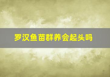 罗汉鱼苗群养会起头吗