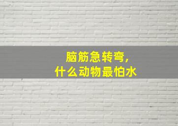 脑筋急转弯,什么动物最怕水