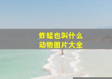 蚱蜢也叫什么动物图片大全