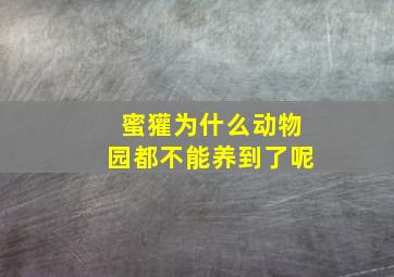 蜜獾为什么动物园都不能养到了呢