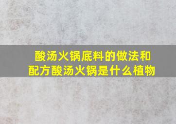 酸汤火锅底料的做法和配方酸汤火锅是什么植物