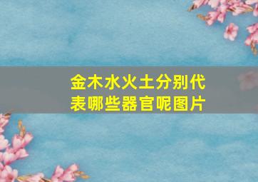 金木水火土分别代表哪些器官呢图片