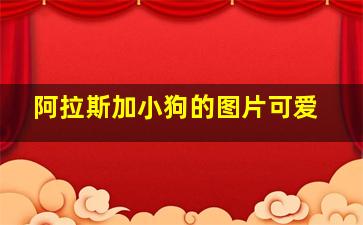 阿拉斯加小狗的图片可爱