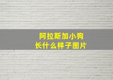 阿拉斯加小狗长什么样子图片