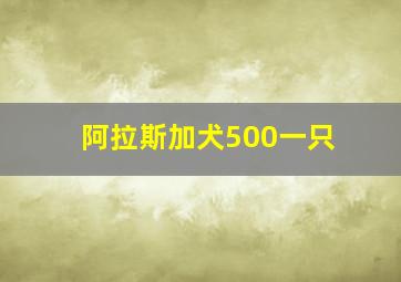 阿拉斯加犬500一只