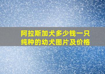 阿拉斯加犬多少钱一只纯种的幼犬图片及价格