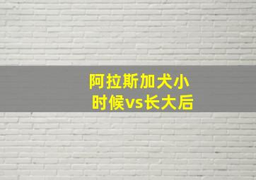 阿拉斯加犬小时候vs长大后