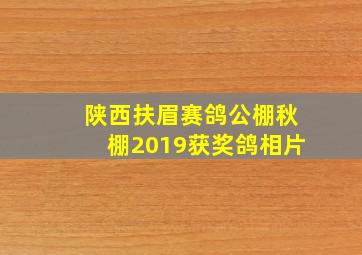 陕西扶眉赛鸽公棚秋棚2019获奖鸽相片