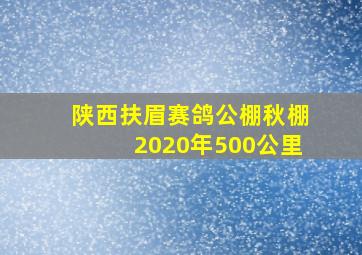 陕西扶眉赛鸽公棚秋棚2020年500公里