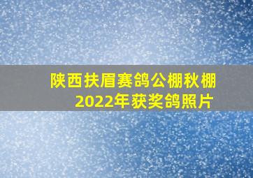 陕西扶眉赛鸽公棚秋棚2022年获奖鸽照片