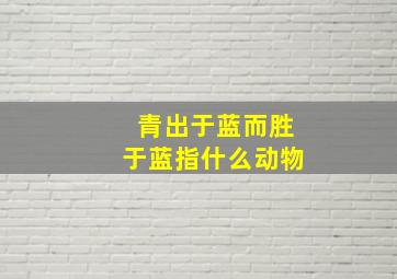 青出于蓝而胜于蓝指什么动物