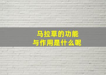 马拉草的功能与作用是什么呢