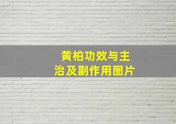 黄柏功效与主治及副作用图片