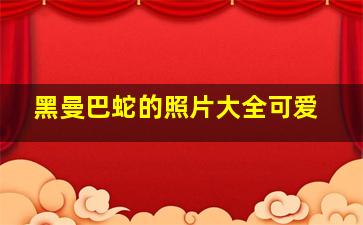 黑曼巴蛇的照片大全可爱