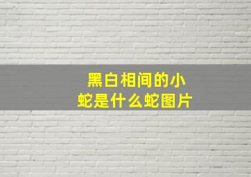 黑白相间的小蛇是什么蛇图片