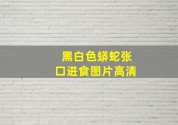 黑白色蟒蛇张口进食图片高清