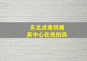 东北虎赛鸽精英中心在线拍鸽