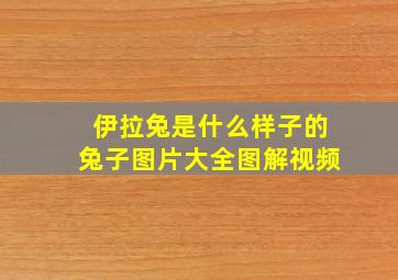 伊拉兔是什么样子的兔子图片大全图解视频