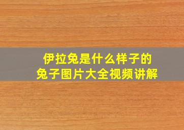 伊拉兔是什么样子的兔子图片大全视频讲解