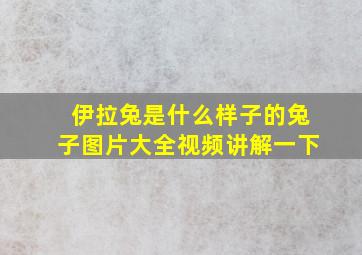 伊拉兔是什么样子的兔子图片大全视频讲解一下