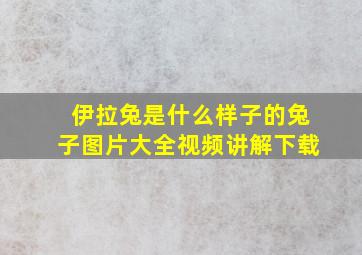 伊拉兔是什么样子的兔子图片大全视频讲解下载