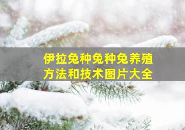 伊拉兔种兔种兔养殖方法和技术图片大全