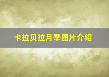 卡拉贝拉月季图片介绍