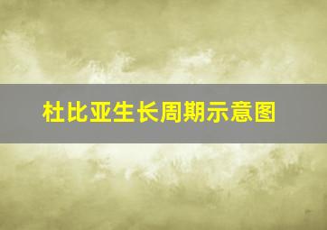 杜比亚生长周期示意图