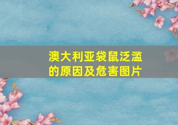 澳大利亚袋鼠泛滥的原因及危害图片