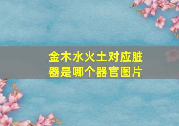 金木水火土对应脏器是哪个器官图片