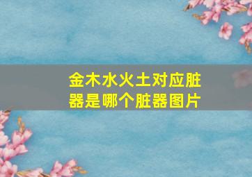 金木水火土对应脏器是哪个脏器图片