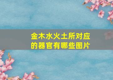 金木水火土所对应的器官有哪些图片