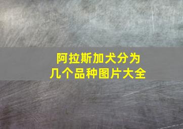 阿拉斯加犬分为几个品种图片大全