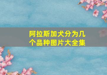 阿拉斯加犬分为几个品种图片大全集